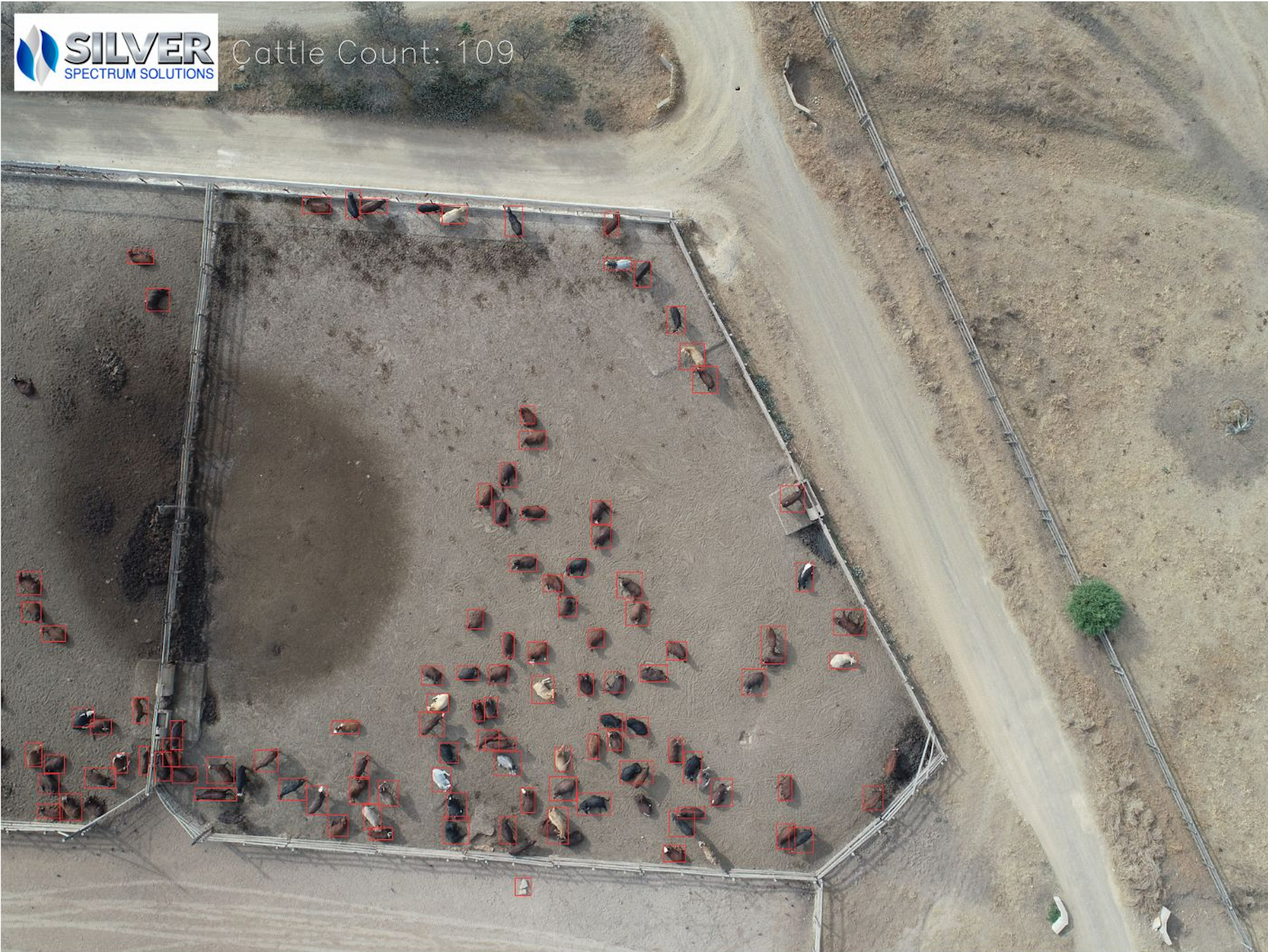 Cattle_sub_lot_1
